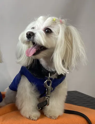 Fryzjer dla psów Trójmiasto